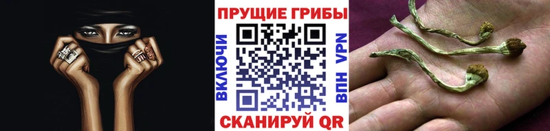 цена наркотик  Мончегорск  Галлюциногенные грибы MAGIC MUSHROOMS 